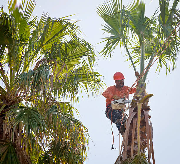 How Our Tree Care Process Works  in  Olmsted Falls, OH